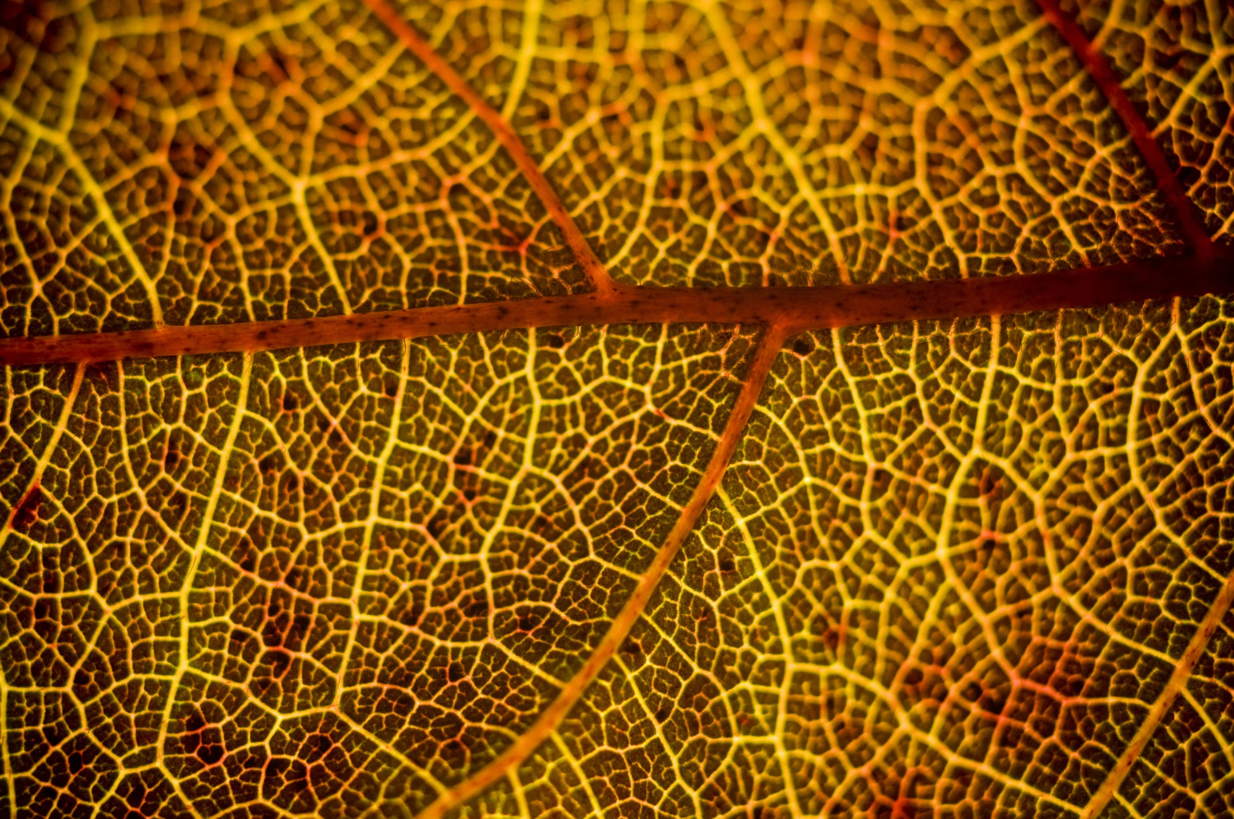 leaves-8.jpg