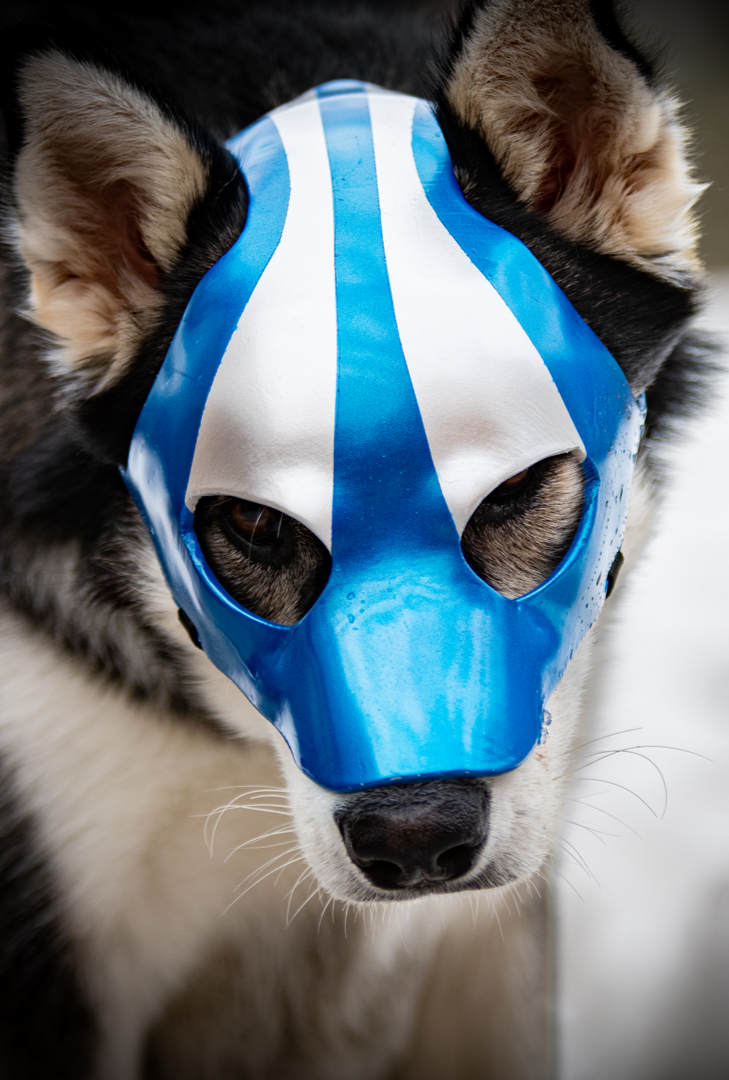 A husky dog wearing a blue and white skull mask.