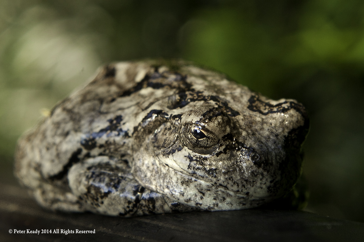Blob Toad
