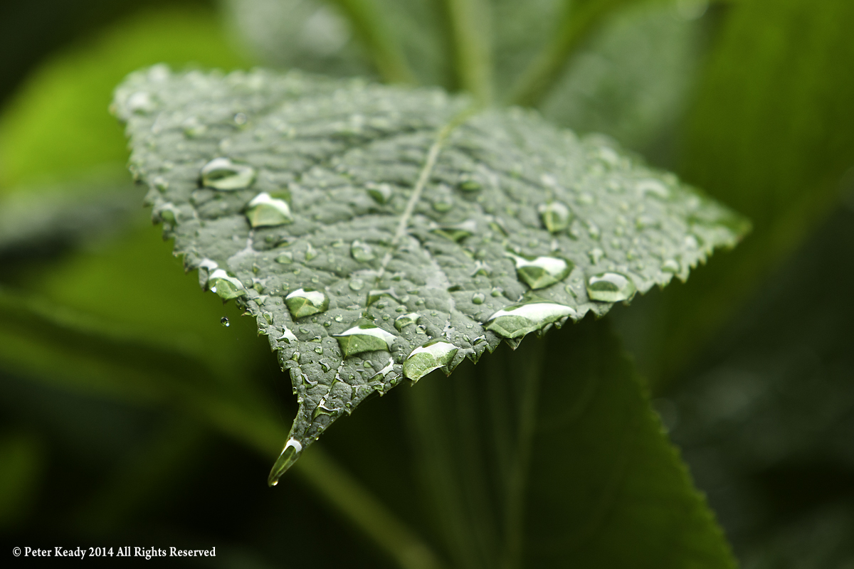 Rain on leaf