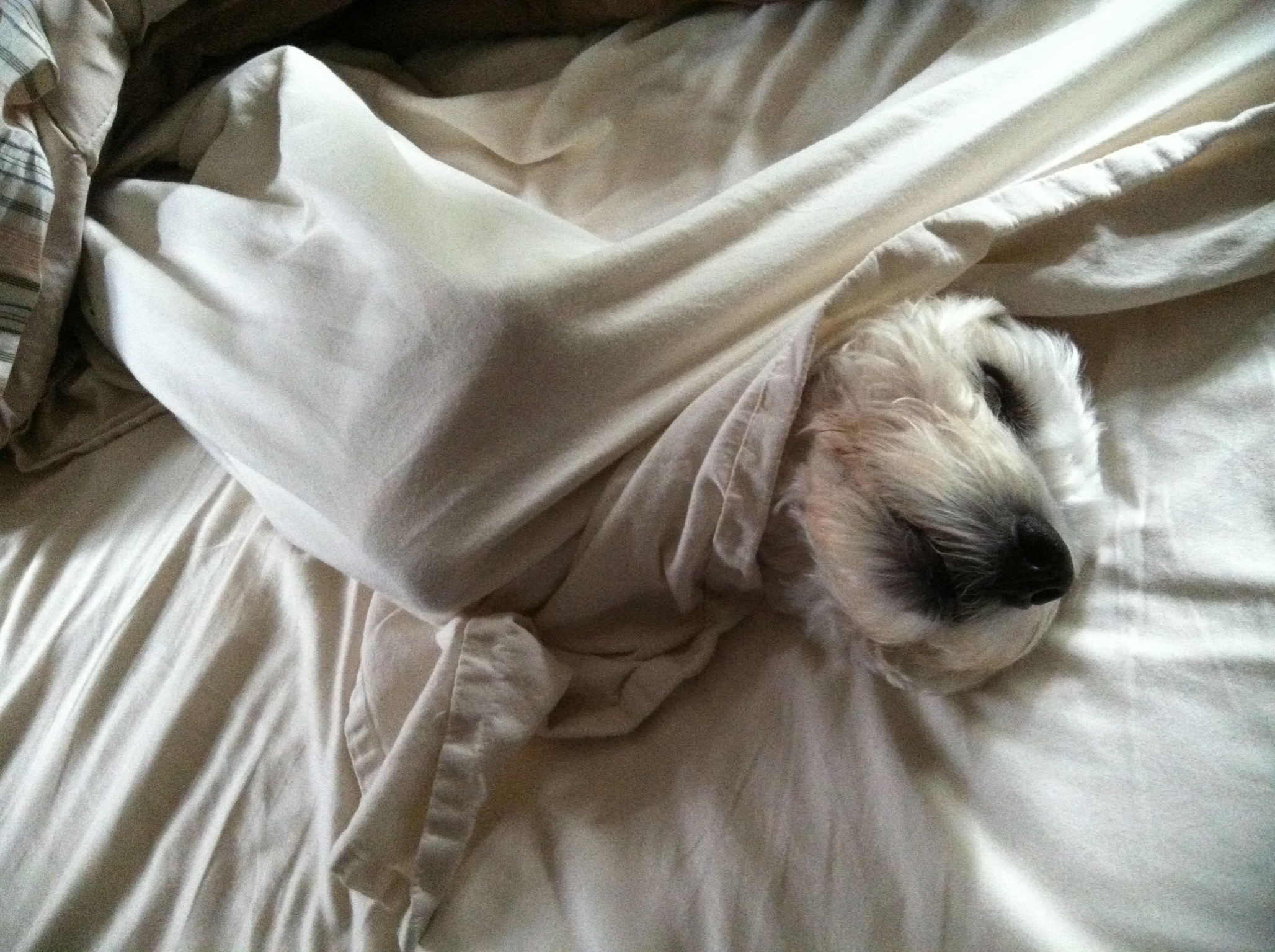 My dog knows how to rest! I'm taking lessons from him!