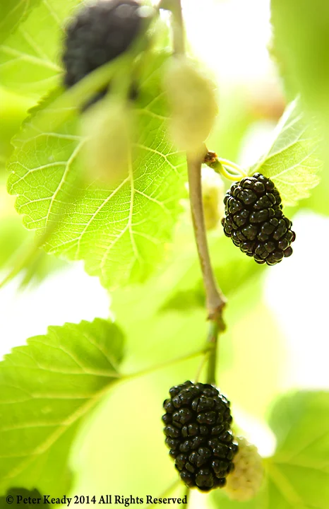 morus nigra , the Black Mulberry. Delicious on everything you can possibly think of...almost!
