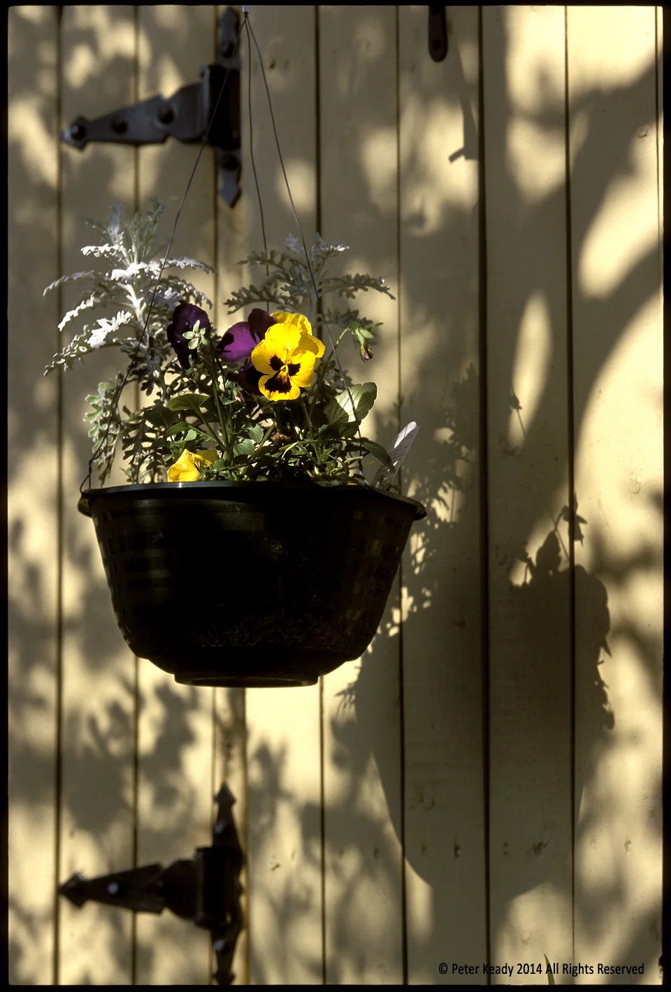 Pansies