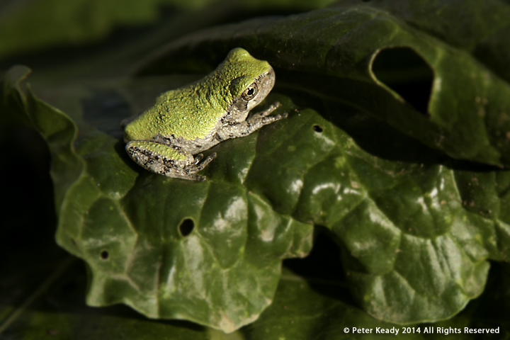 Tree Frog