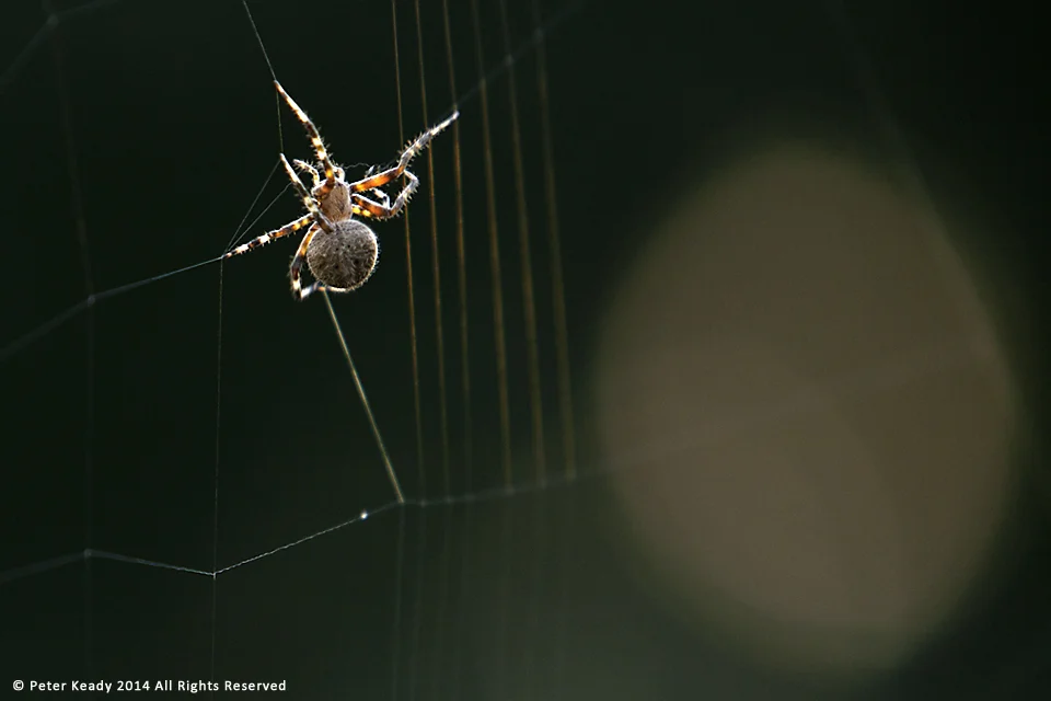Orb Weaver