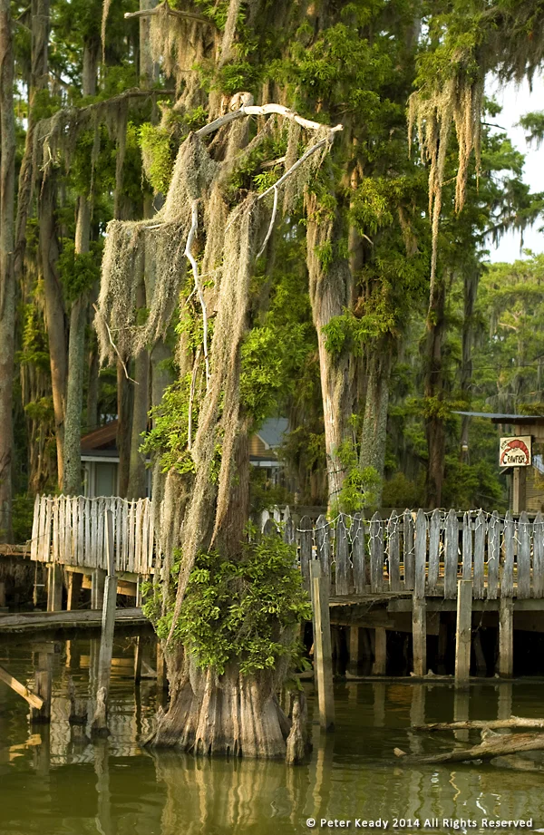 Spanish Moss