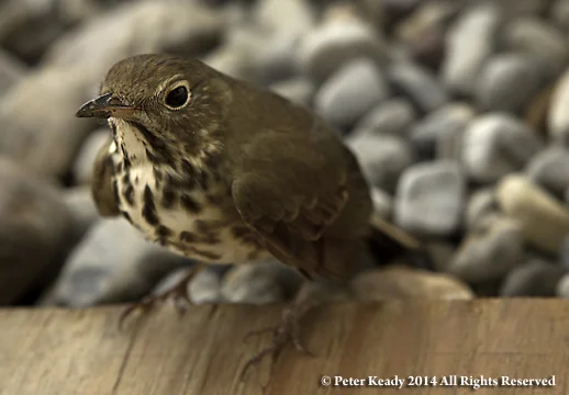 A Hermit Thrush, dazed and wounded, outside of the hotel.