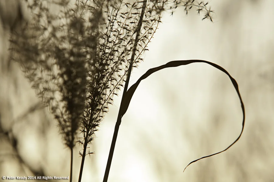 Zebra Grass