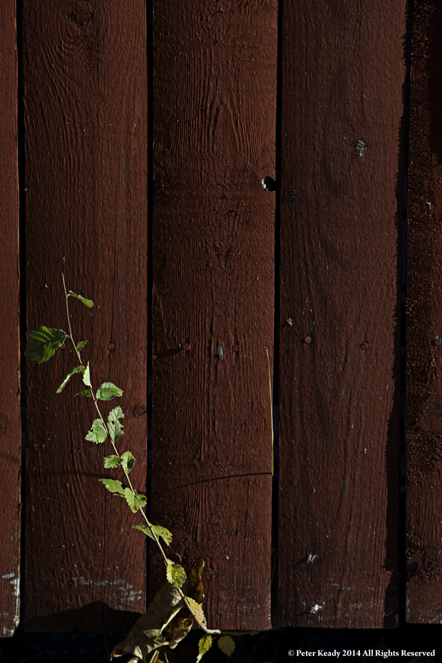 A small vine grows from beneath a fence. Life goes on without us, whether we want to admit it or not. How well will you live?