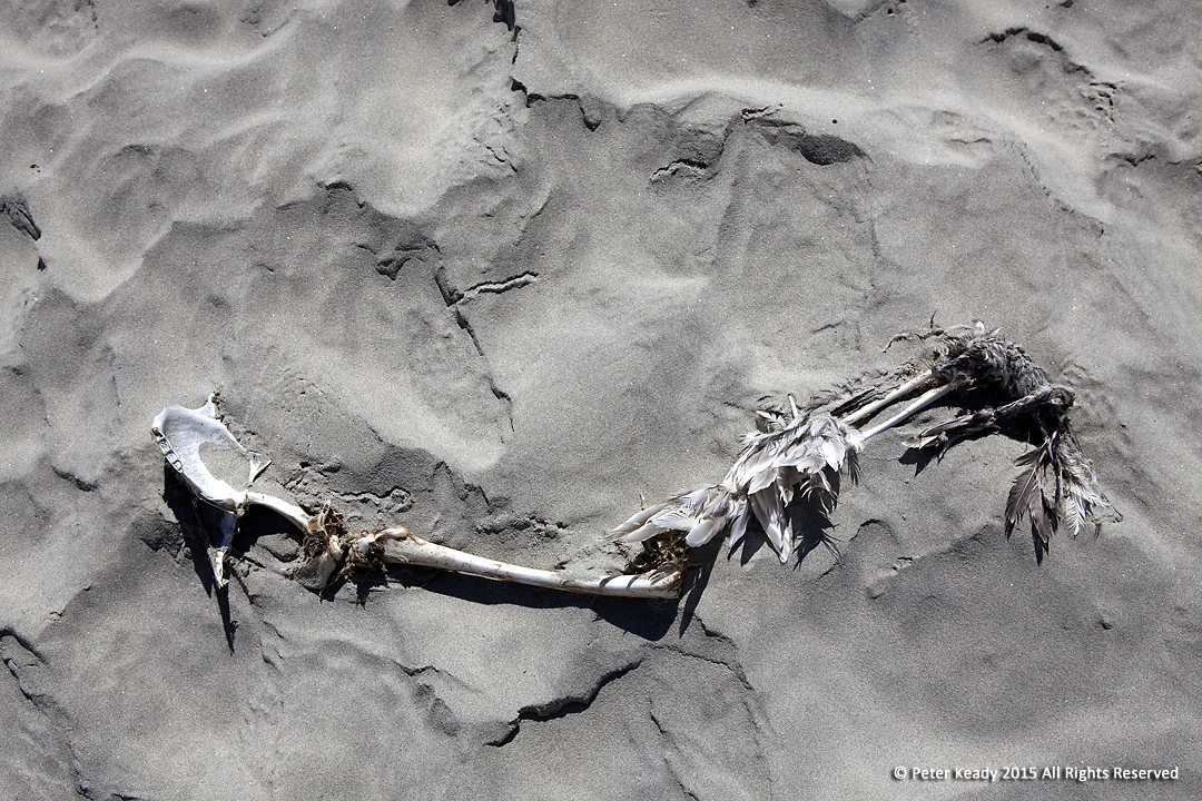 Baja Cove Beach, Mexico. Sea Bird - When we're punched in the face, where do we place our trust, where do we look for help? Difficulties and deep trials are certain to come, it's how we handle them that truly matters and will make the difference between advancing in victory or stagnating in death.