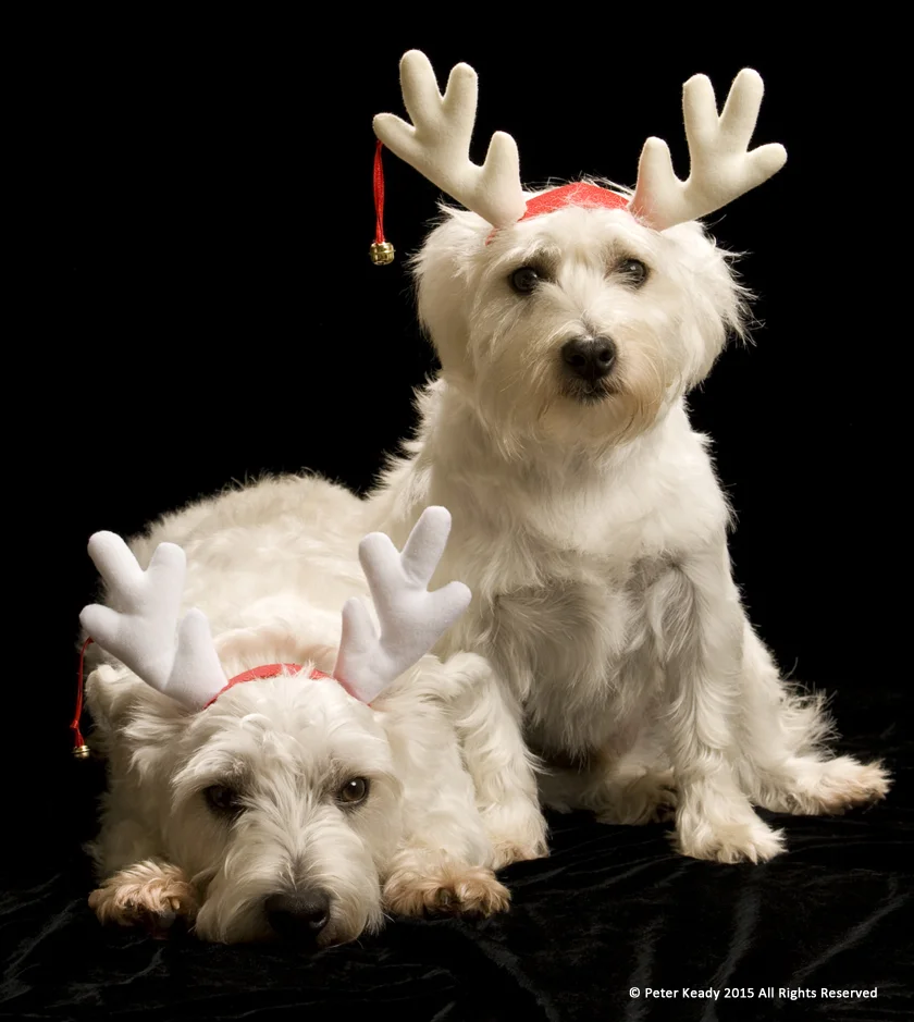 This is Reilly and Winston, usually very joyful and pleasant. This was their first-ever photo shoot a few Christmases ago. If you believe that you can be joyful while unhappy, you're onto something far greater than you may realize. Joy is a person who can't be stolen!