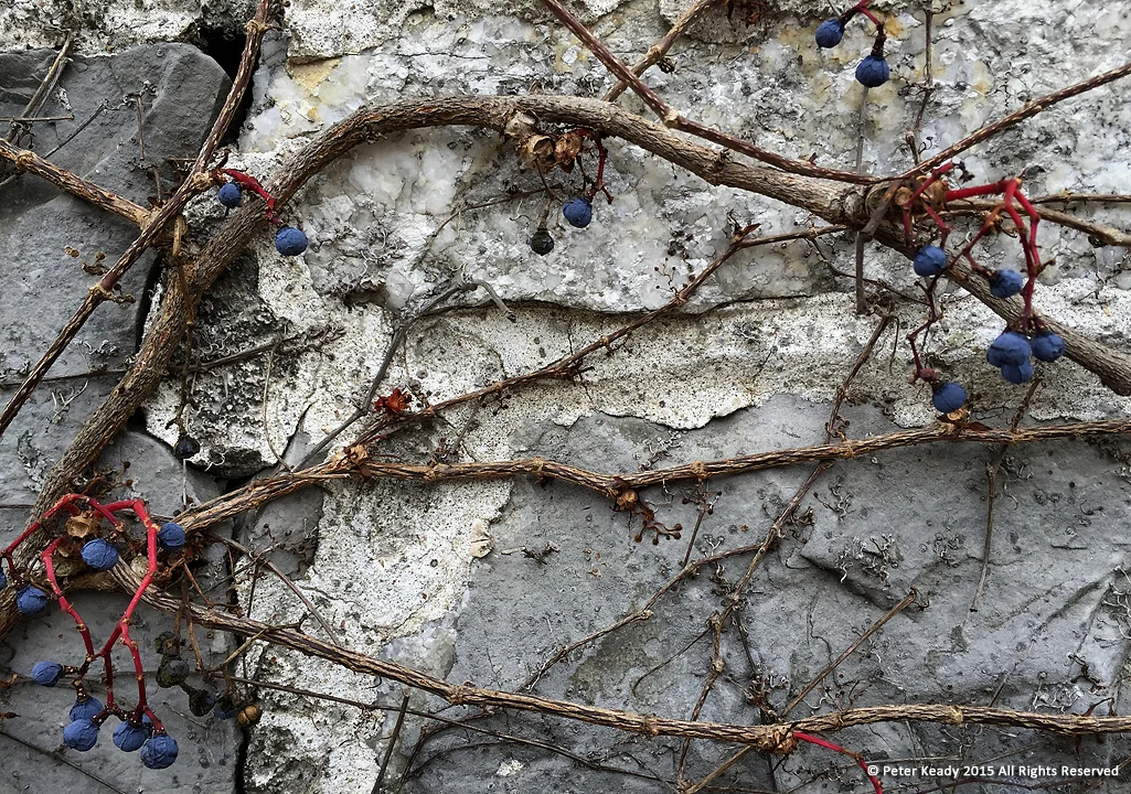 Wandering vines