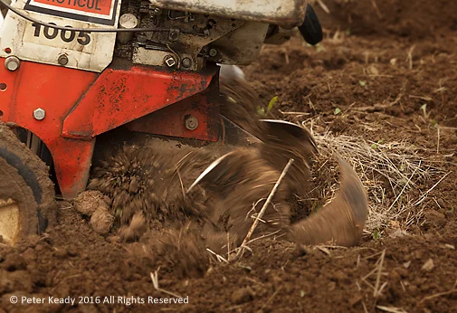 The tines of the tiller cut through the fallow soil bit, by bit. This annual ritual prepares the soil to receive seeds and plants in hopes for a harvest. Much thanks to my neighbor for allowing me the use of his tiller.