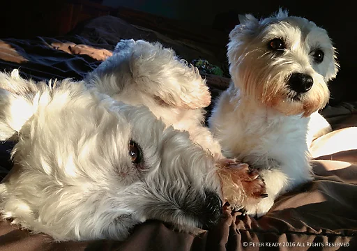 Reilly is on the left, upside down, and Winston is on the right. They're cousin, born in Ireland - immigrants. They are as cute as they look and they've taught me a lot about healthy living.