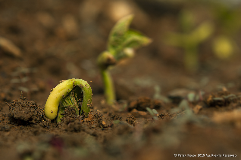 A bush bean sprout pushes through the soil on it's way to maturity and fruit. People, like plants, need room to grow. Setting healthy margins in our lives is just like giving plants room to mature.