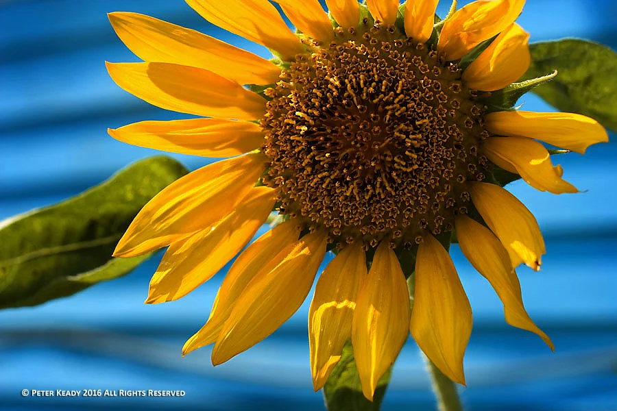 This image might seem odd for this post. I took this years ago in the 9th Ward of New Orleans after Hurricane Katrina. I saw hope in the midst of disaster there. I post it here as an image of hope for the survivors of Orlando and for this country.