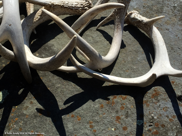 White tailed deer antler sheds, bleached white by the sun.
