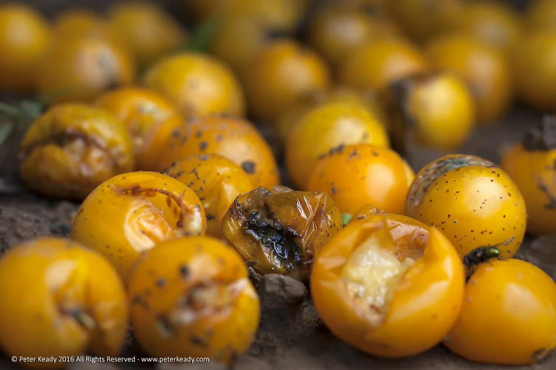Shriveled and moldy, golden cherry tomatoes are visited by flies for a tasty eat. At one time, these fruit were perfectly edible and, if anything like their brethren, delicious. But carelessness resulted in lost potential!