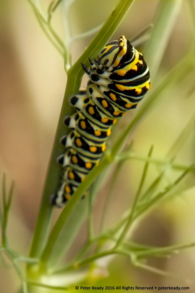 A Black Swallowtail butterfly caterpillar, makes short work of my fennel plants in the garden. In order for this worm to change, it can't remain a worm. Change in our organizations requires that one thing become another or cease to be.