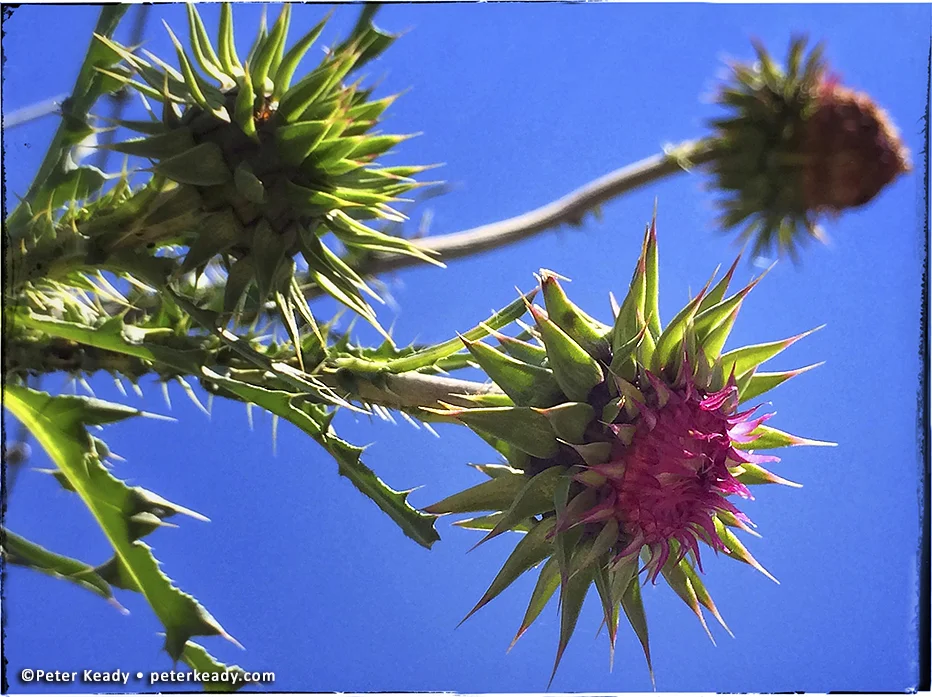 Silybum marianum , milk thistle, that prickly plant gracing pastureland throughout Pennsylvania and beyond! Beautiful purple flowers so aggressively complimented by sharp spines. I laid on my back, in the grass, to take this. My wife simply giggled.