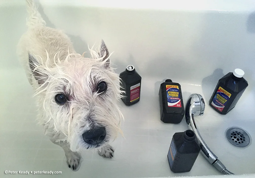 Winston, my Skunk Boy! Forget tomato juice, peroxide, dish soap and even some baking powder will help get the skunk smell out. The quicker you tend to it, the better the chances! Poor dog!