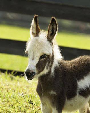 Brick foal 3.jpg