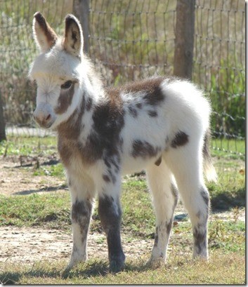 laptop foal.jpg