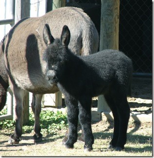 laptop foal 8.jpg