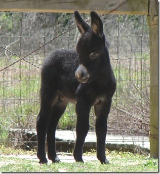 laptop foal 6.jpg