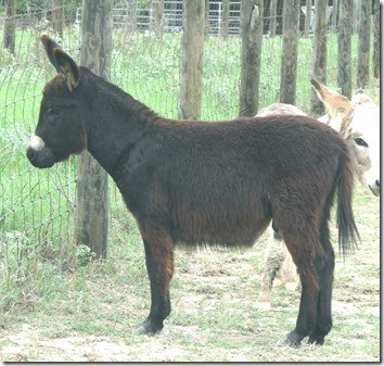 laptop foal 7.jpg