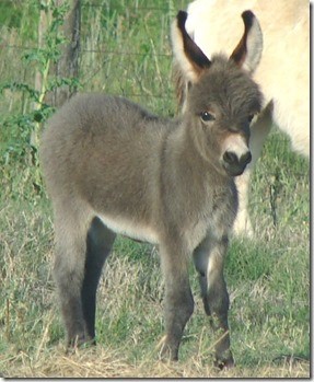 laptop foal 2.jpg