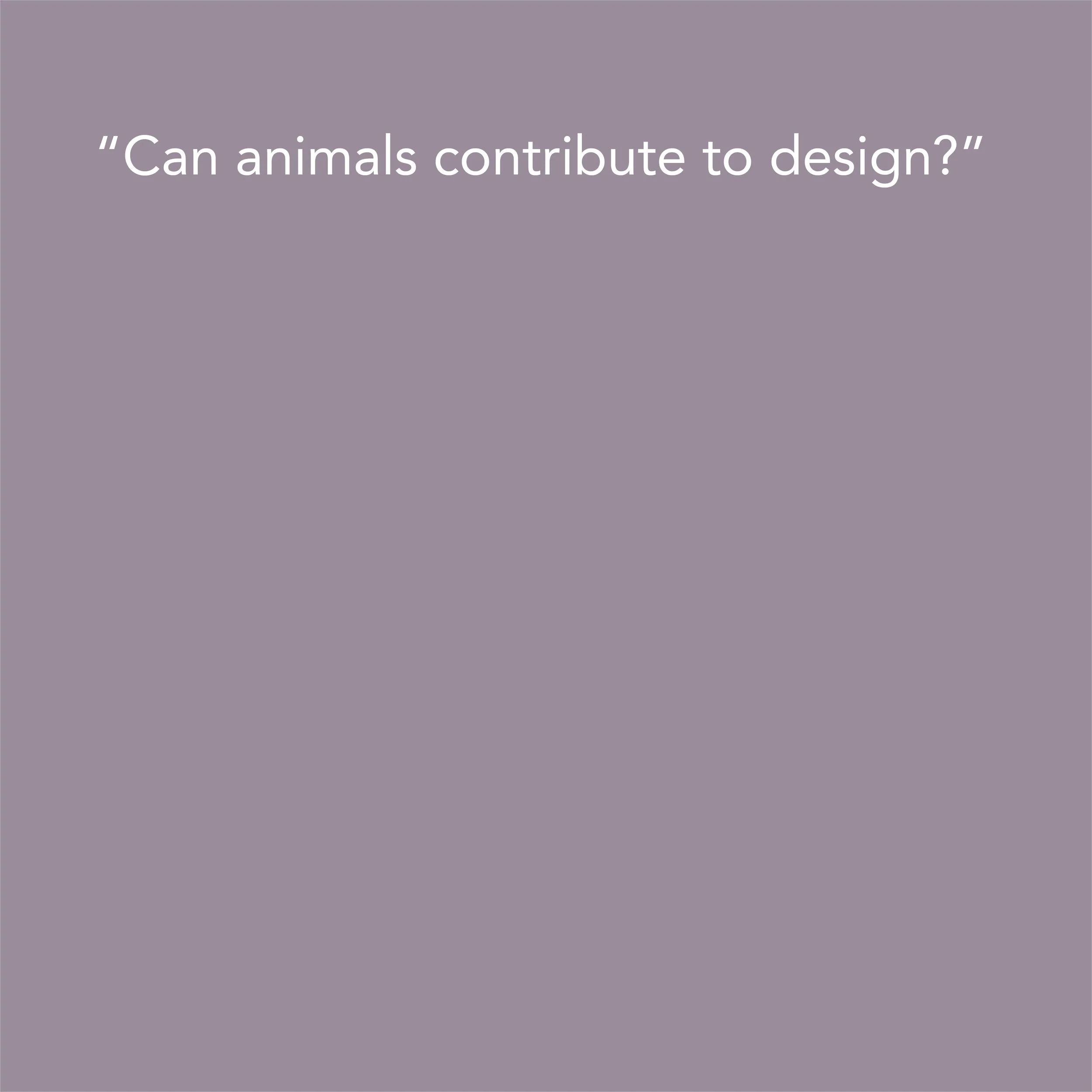 Front animals_p.jpg