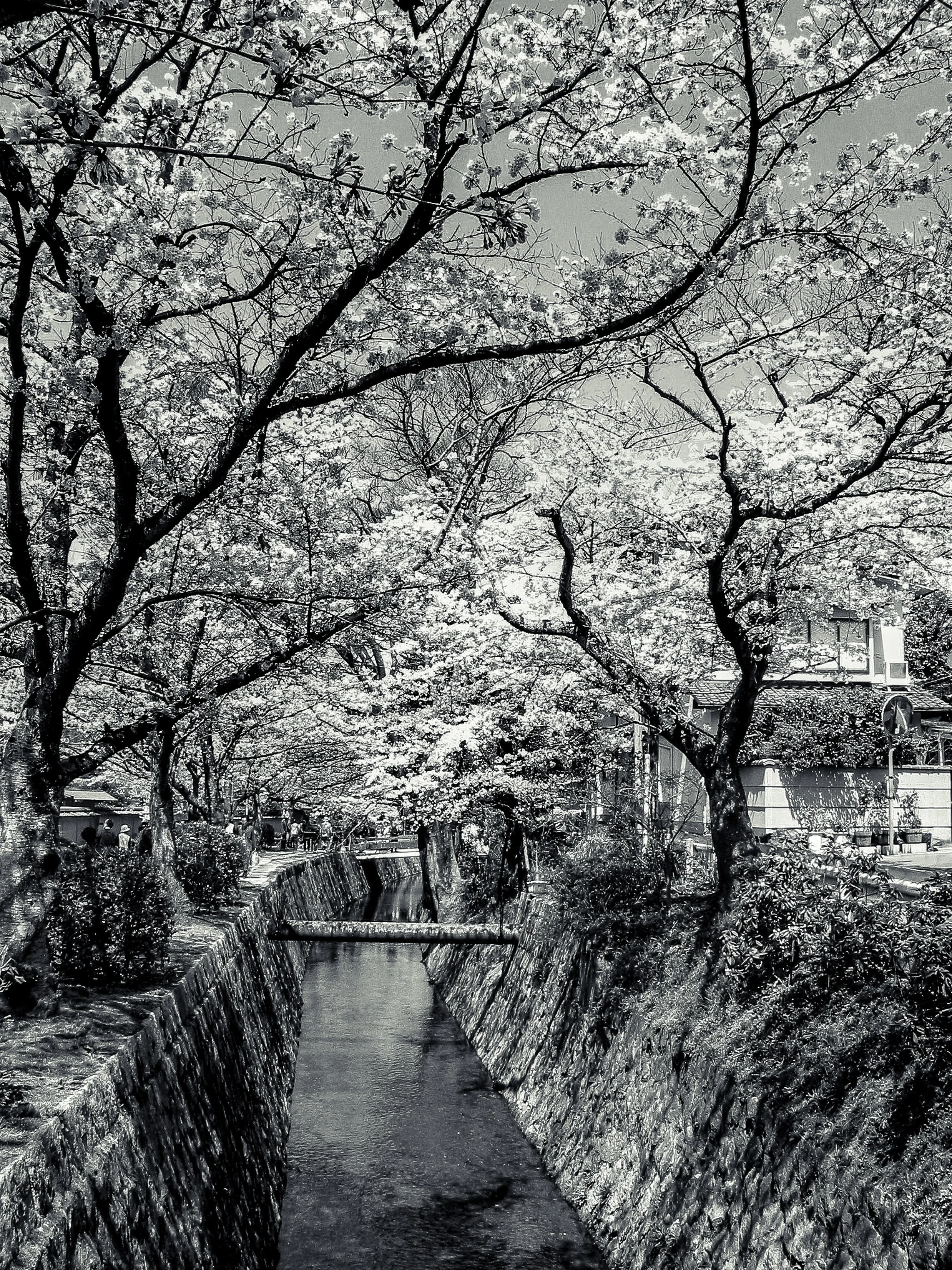 Path of Philosophy, Kyoto, Japan, 2006