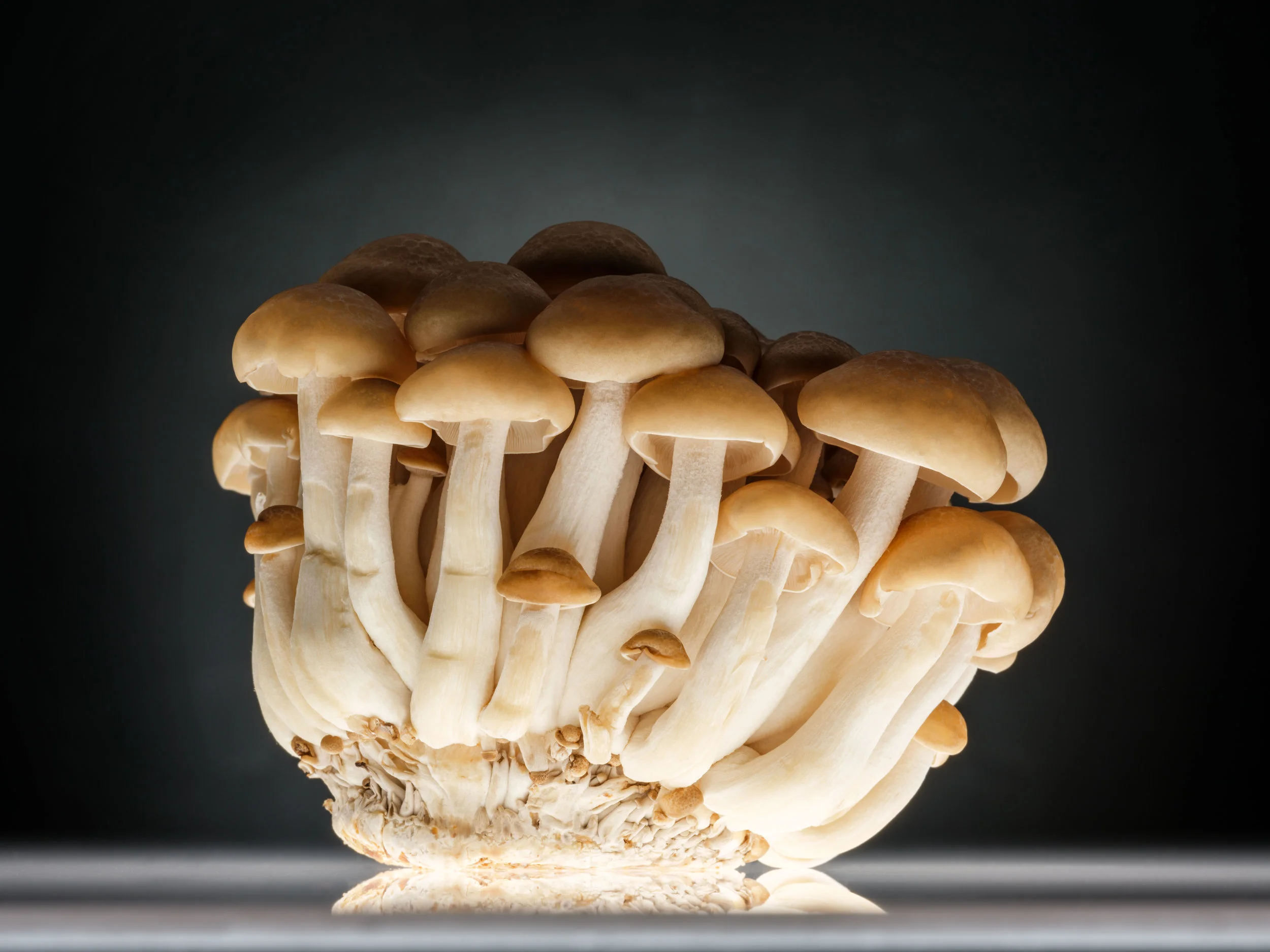 _19490 Sando MUCHO FLAVOR STUDIO.jpg