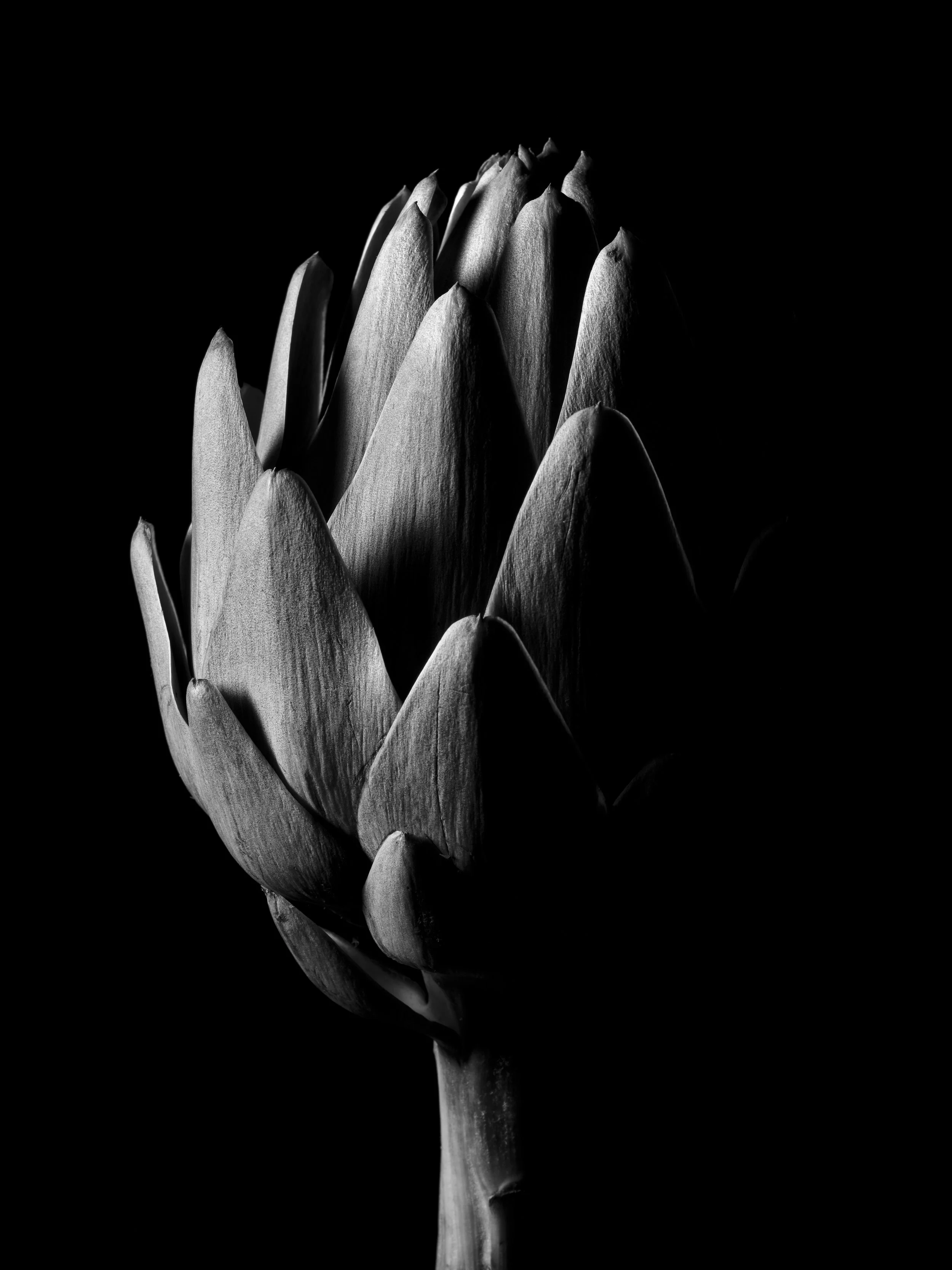 _19577 Sando MUCHO FLAVOR STUDIO.jpg