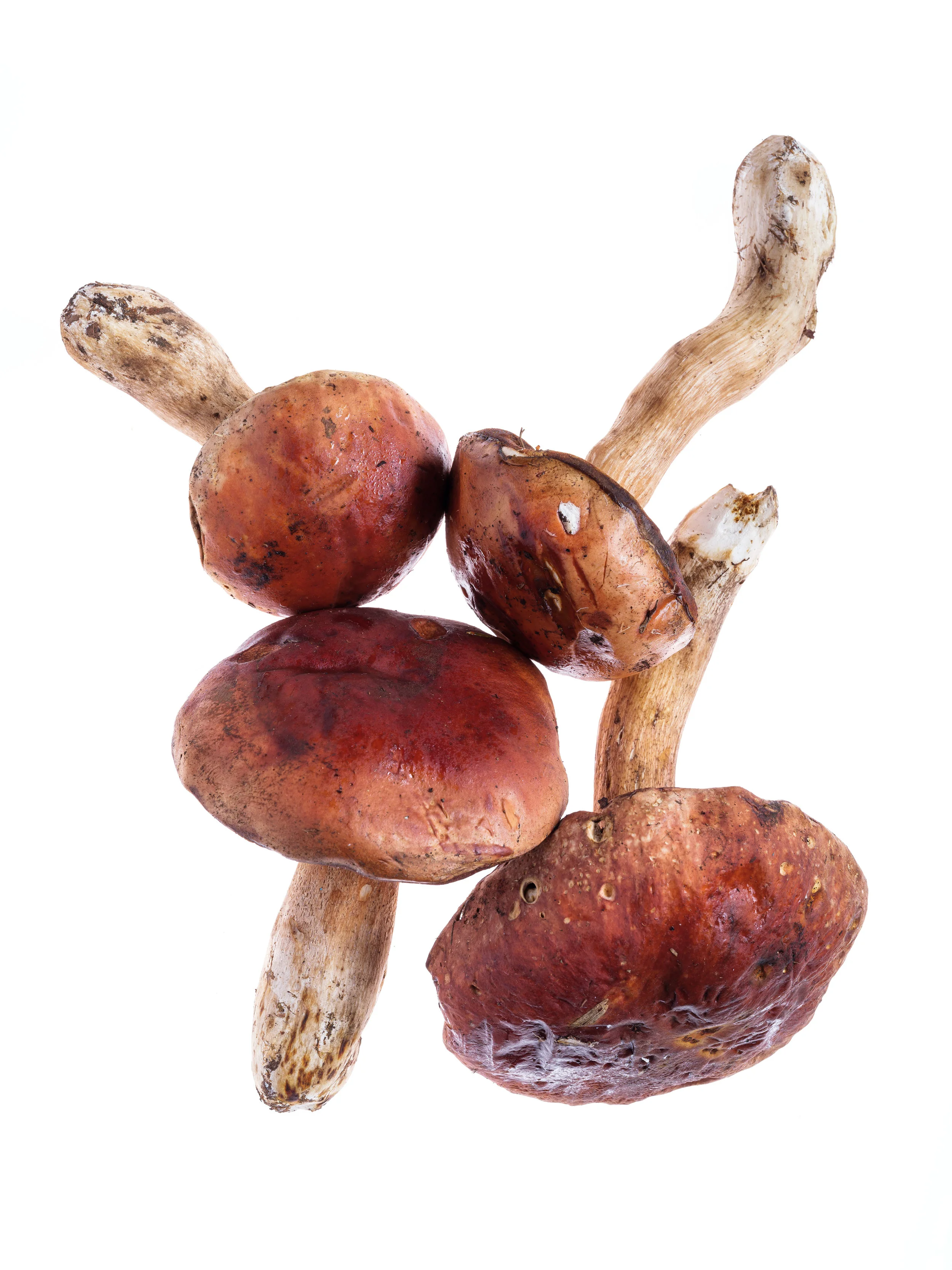 _DSF4574 Sando MUCHO FLAVOR STUDIO.jpg