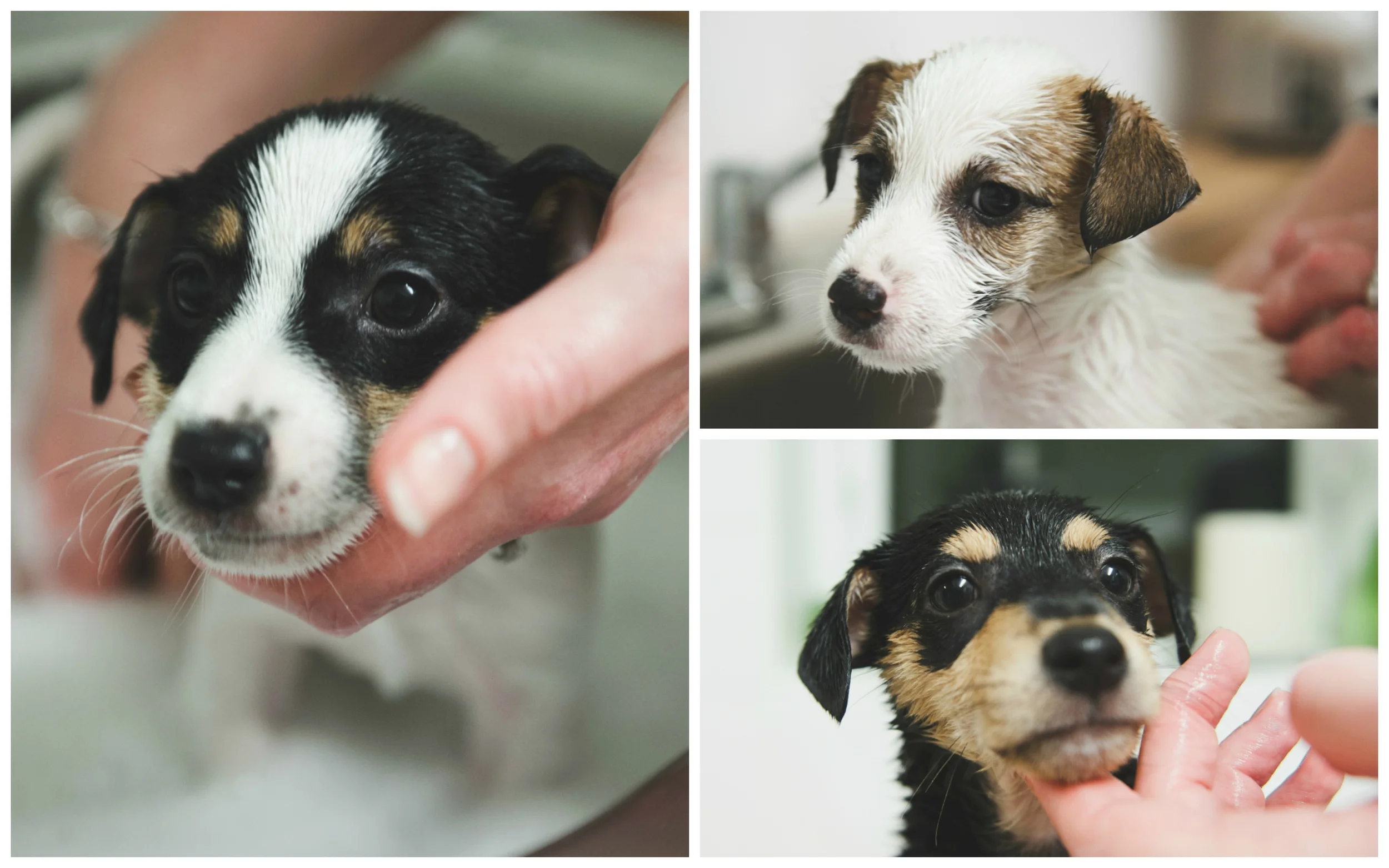 Puppies getting bathed.