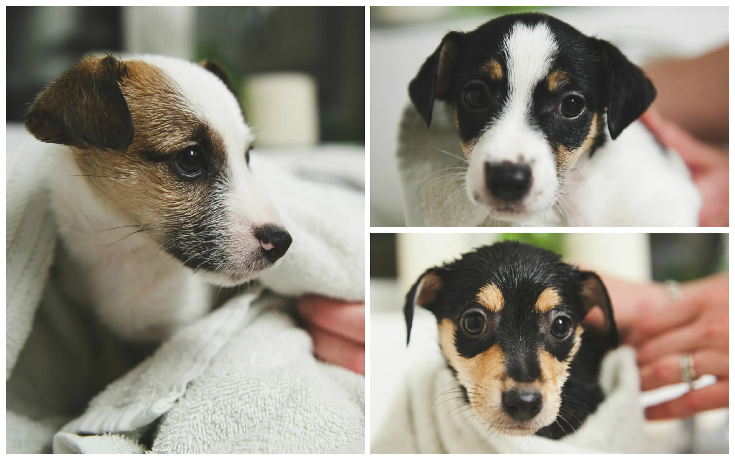 Puppies getting towel dried.