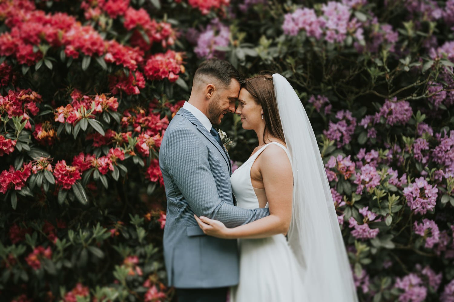 Bride and groom touching foreheads in front of red and purple rhododendrons at Galgorm Resort