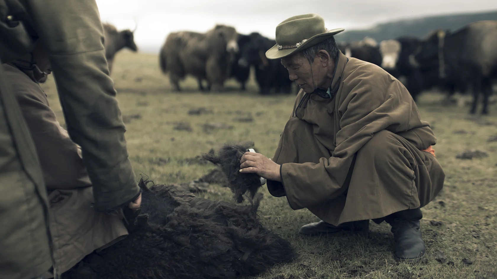 Hand-combing the yak individually, once a year, when the animals shed their winter coats.