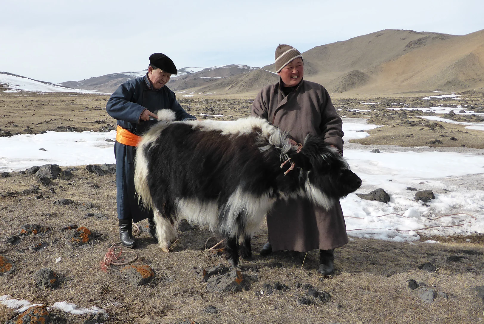 Tengri_yak_headers_mongolia.jpg
