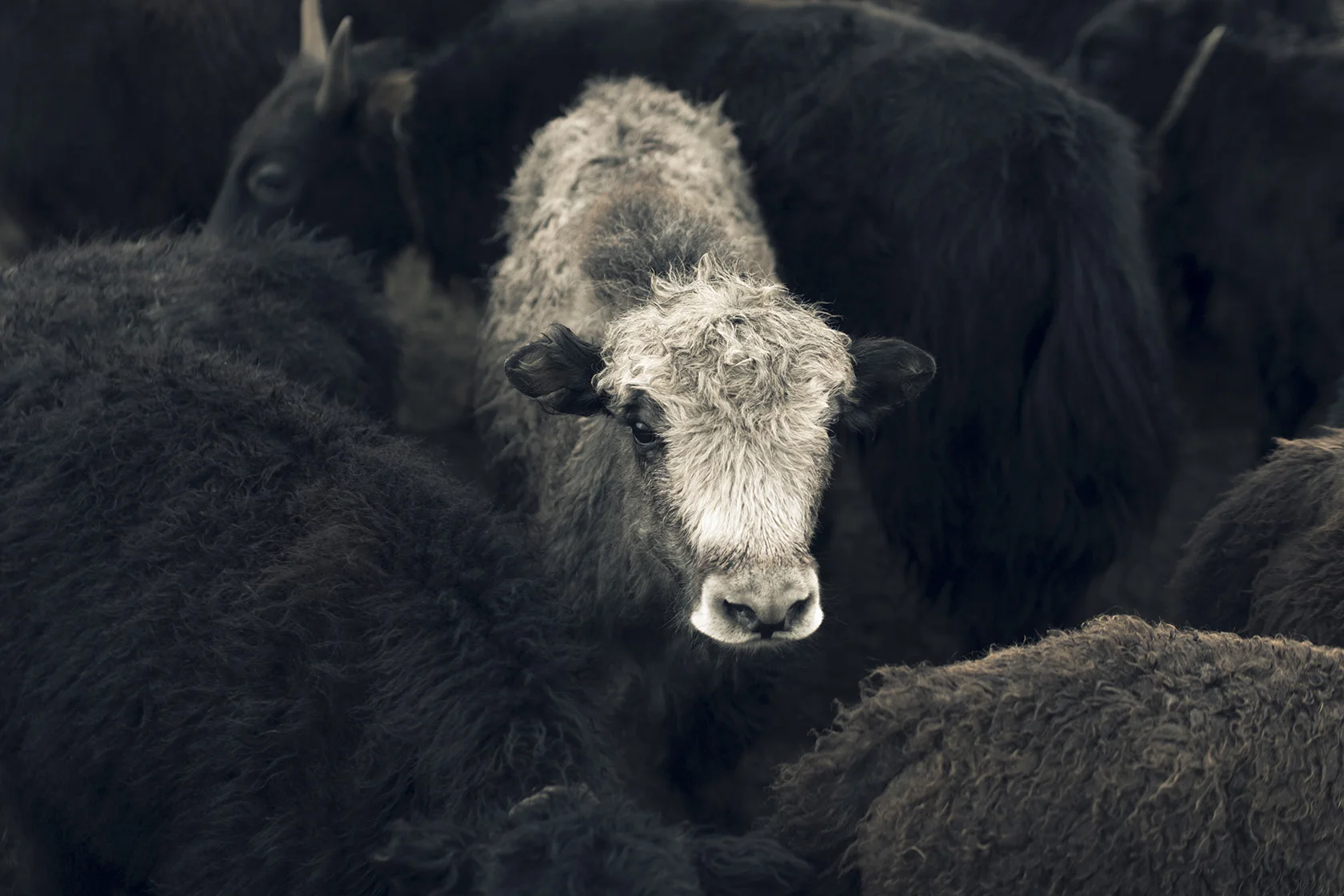 Tengri_khangai_baby_yak.jpg
