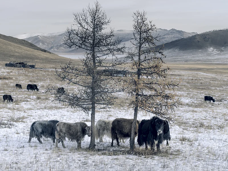 Tengri_khangai_yak_noble_fibres.jpg