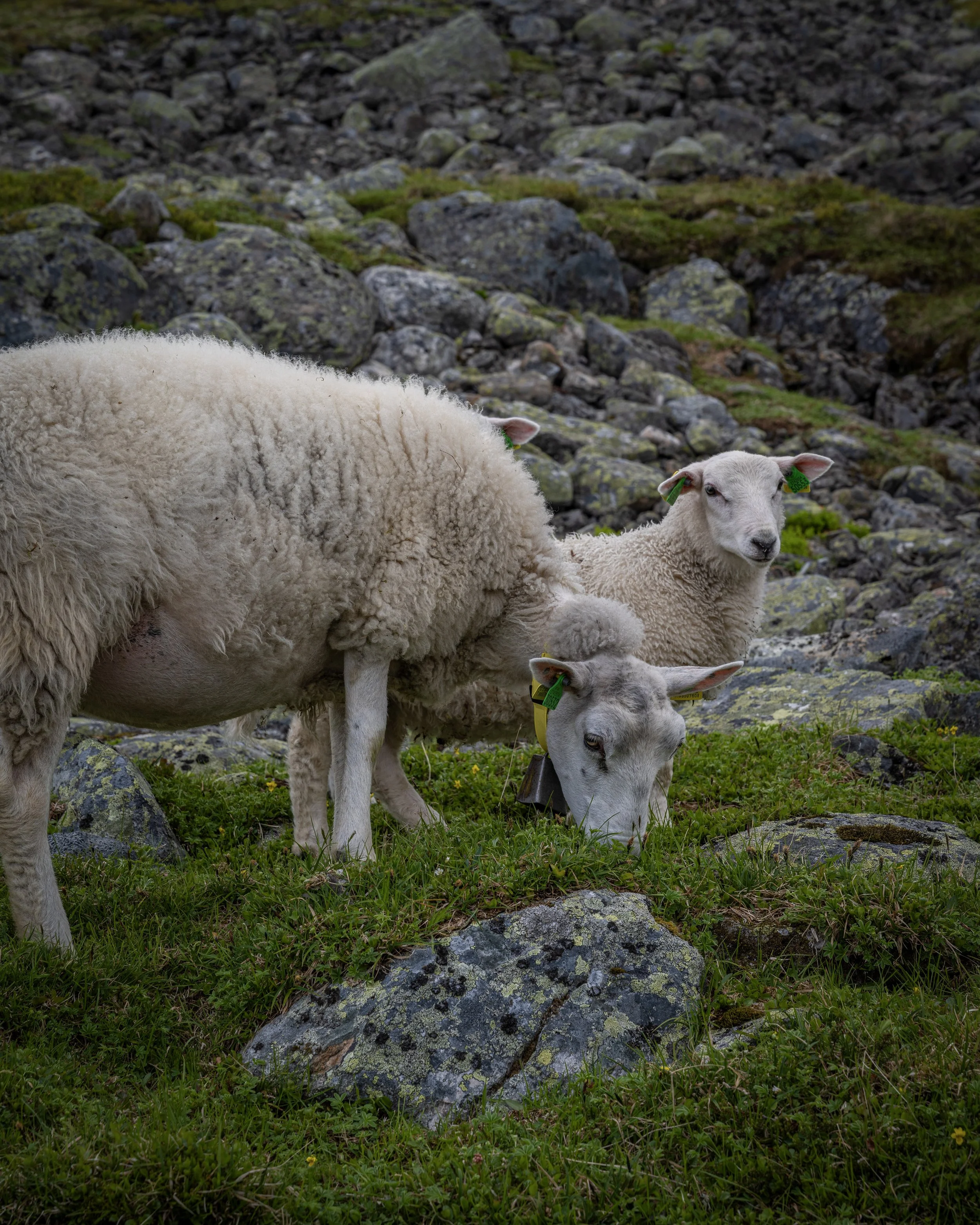 Fjordsafari Norway As- Jeffrey van Lier Prest Edit (3).jpg