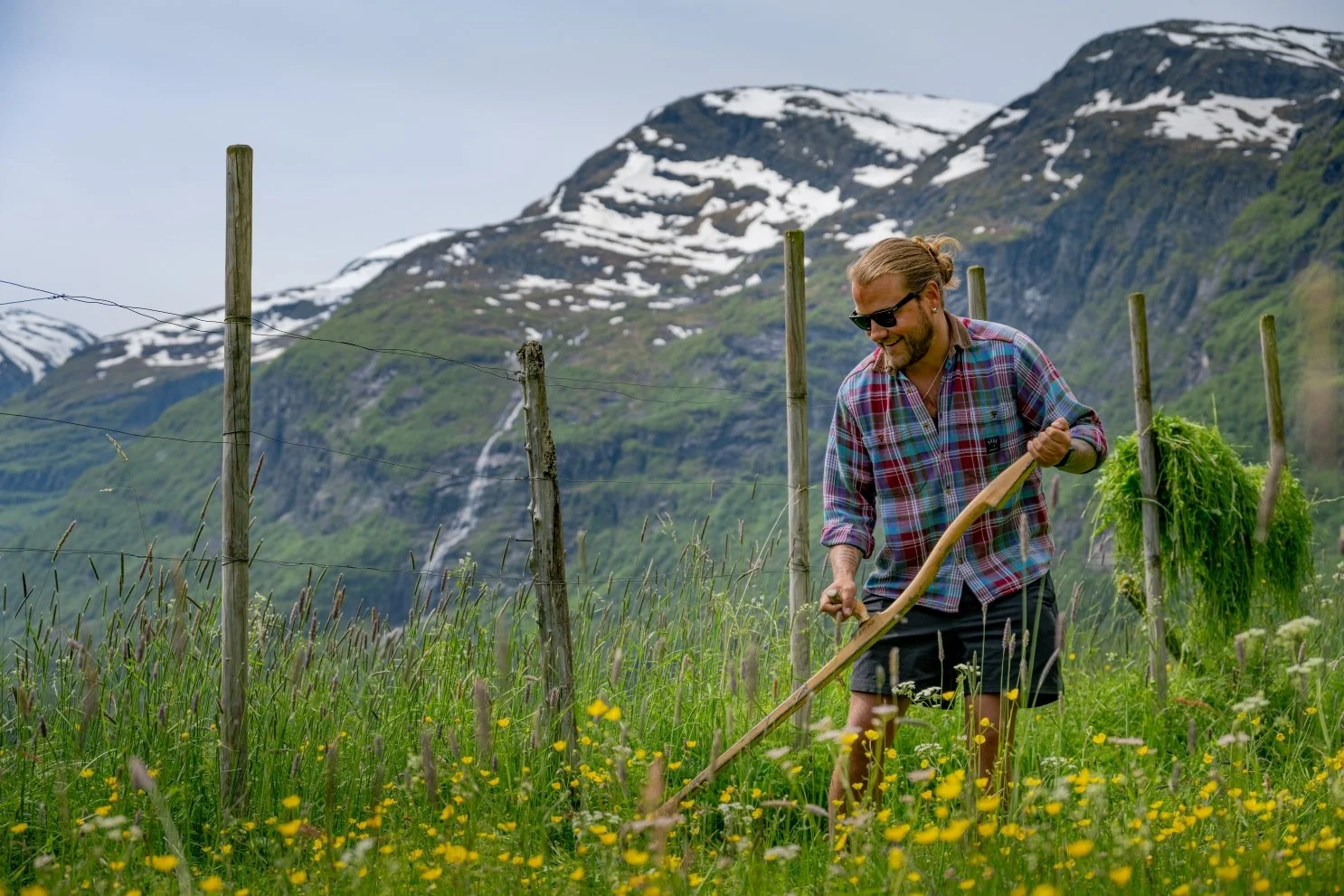 Man with long hair and beard wearing sunglasses, a plaid shirt, and shorts, using a sickle to harvest grass or weeds in a green field with yellow flowers, mountain landscape with snow patches in the background.