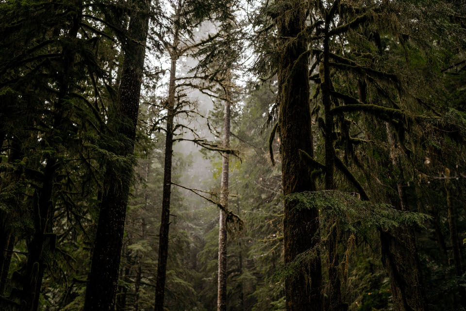 Olympic-Peninsula-Engagement-Photos-Kestrel-Bailey-Photography-121.jpg