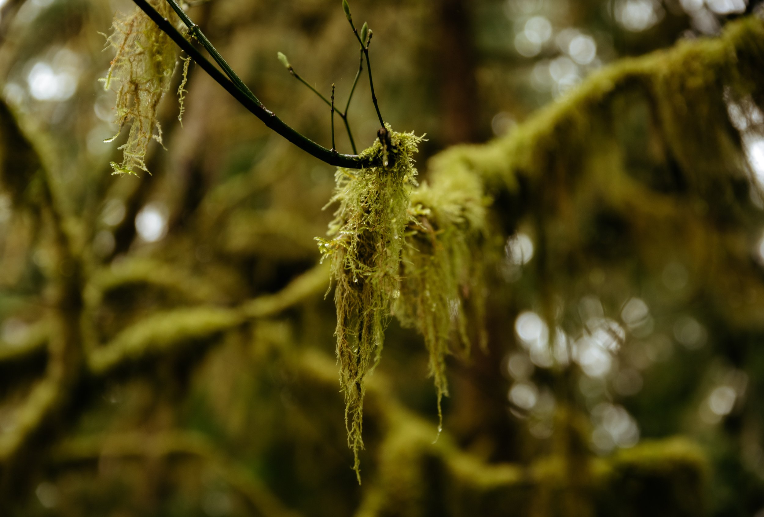 olympic-peninsula-elopement-6739.jpg