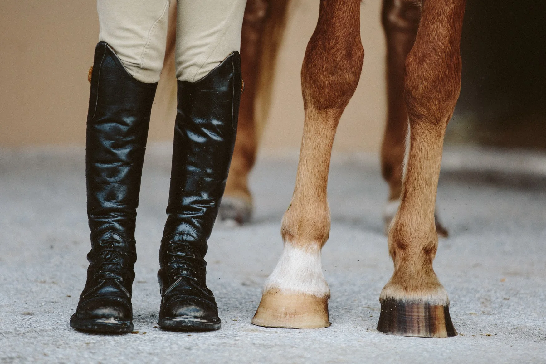 Merrigan Show Stables