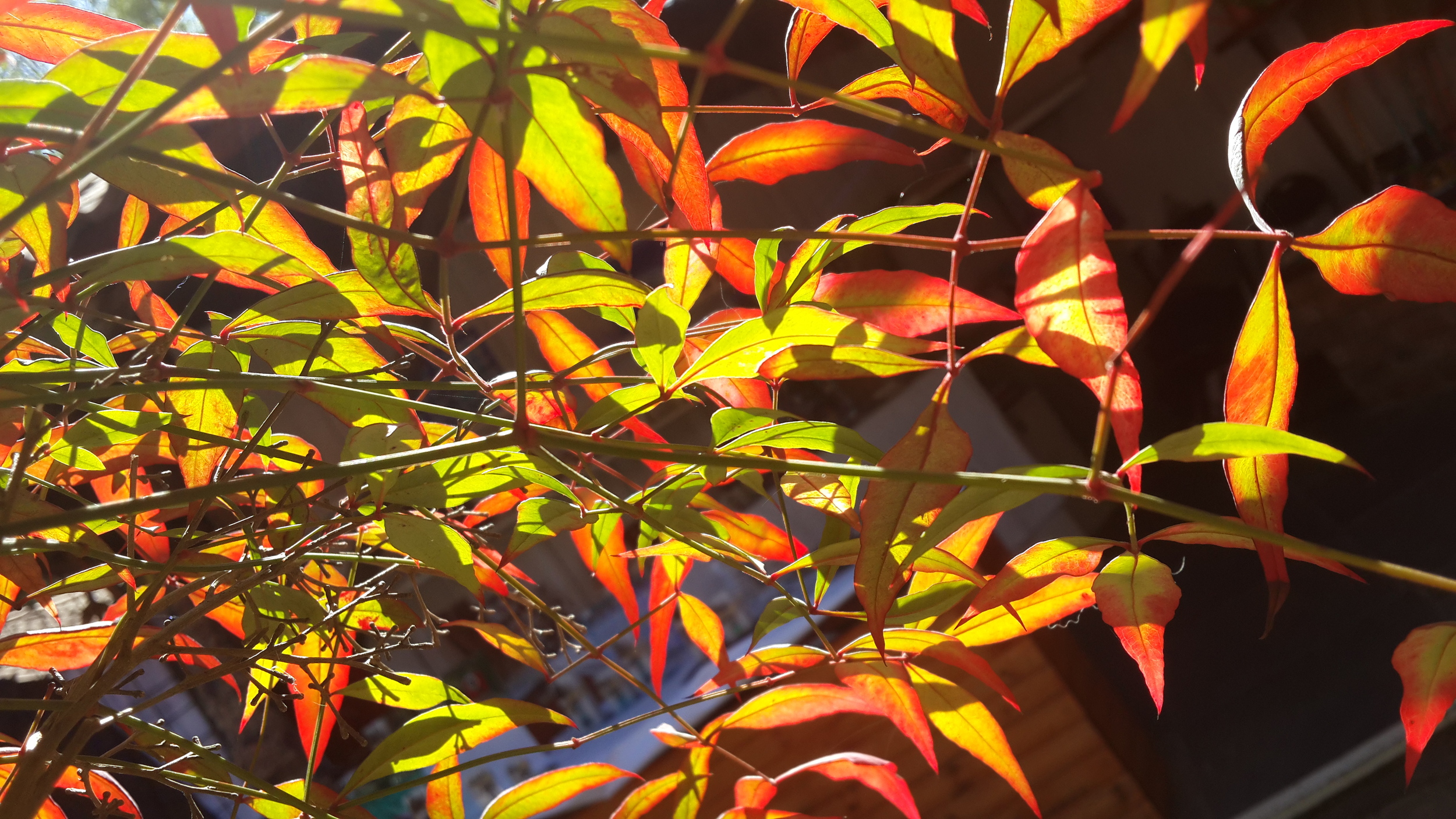 20140717_122021.jpg