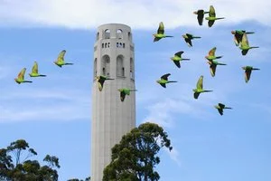 See the parrots of Telegraph Hill on the Filbert Steps.